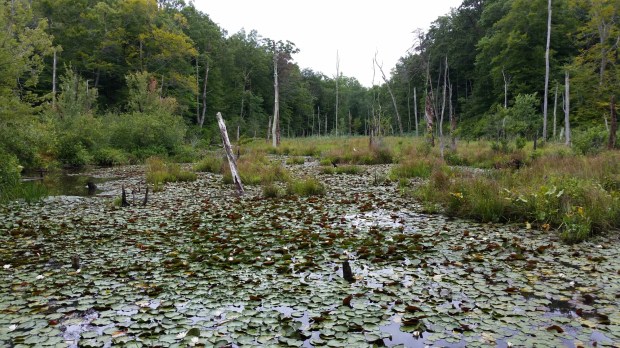 20140803_141654.jpg image