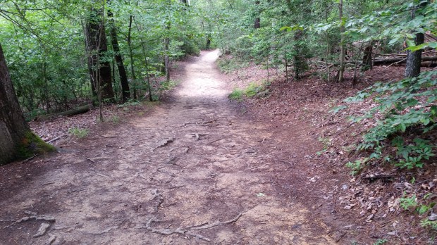 Sauntering in Calvert Cliffs State Park